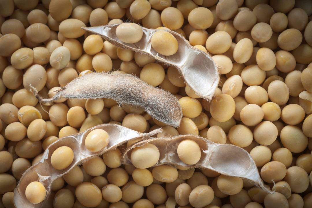 Soybean