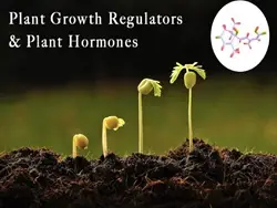What are Plant Growth Regulators (PGRs)? Know 5 Major Types of Plant Hormone