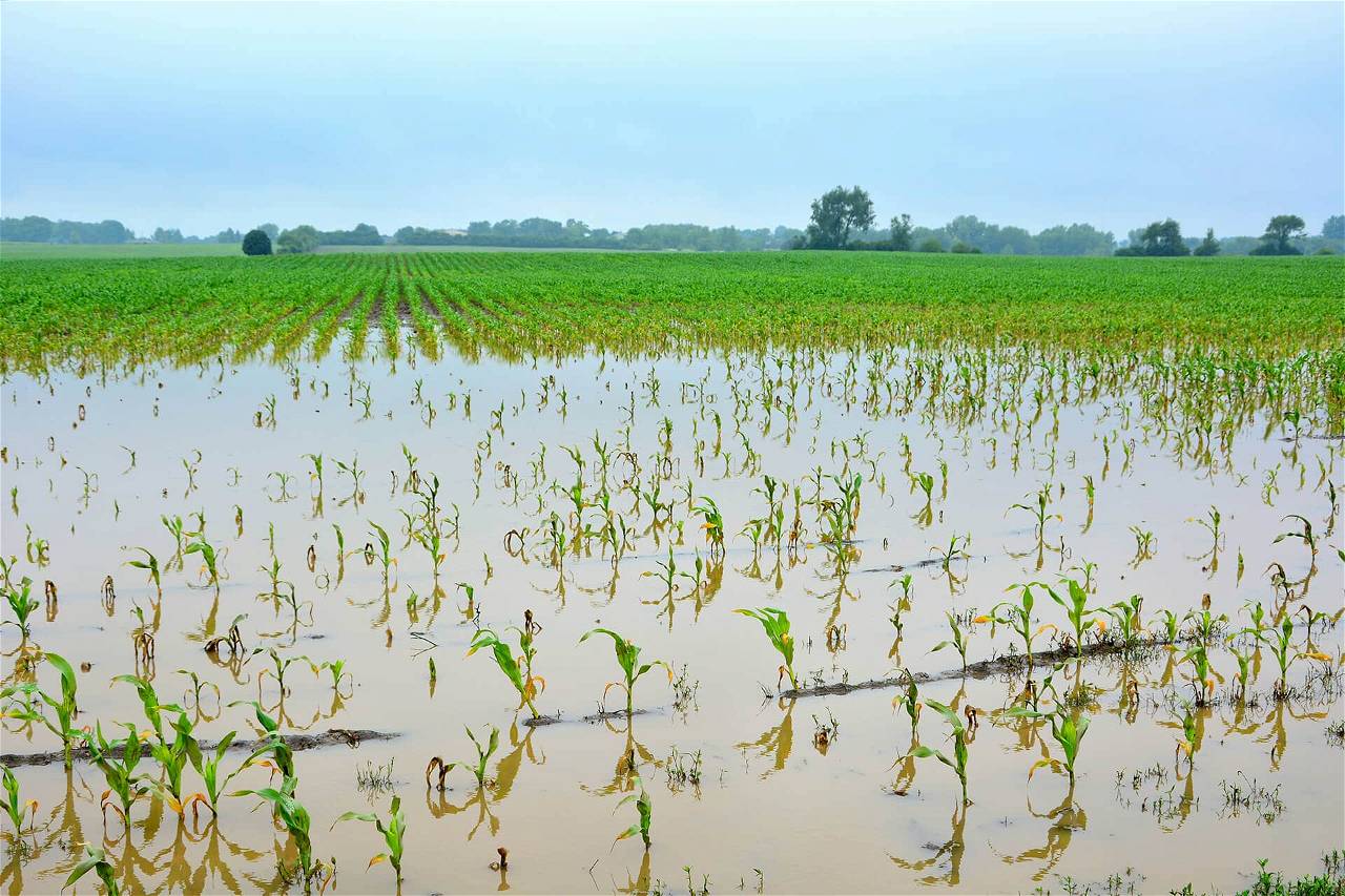 Excessive Water Use in Field