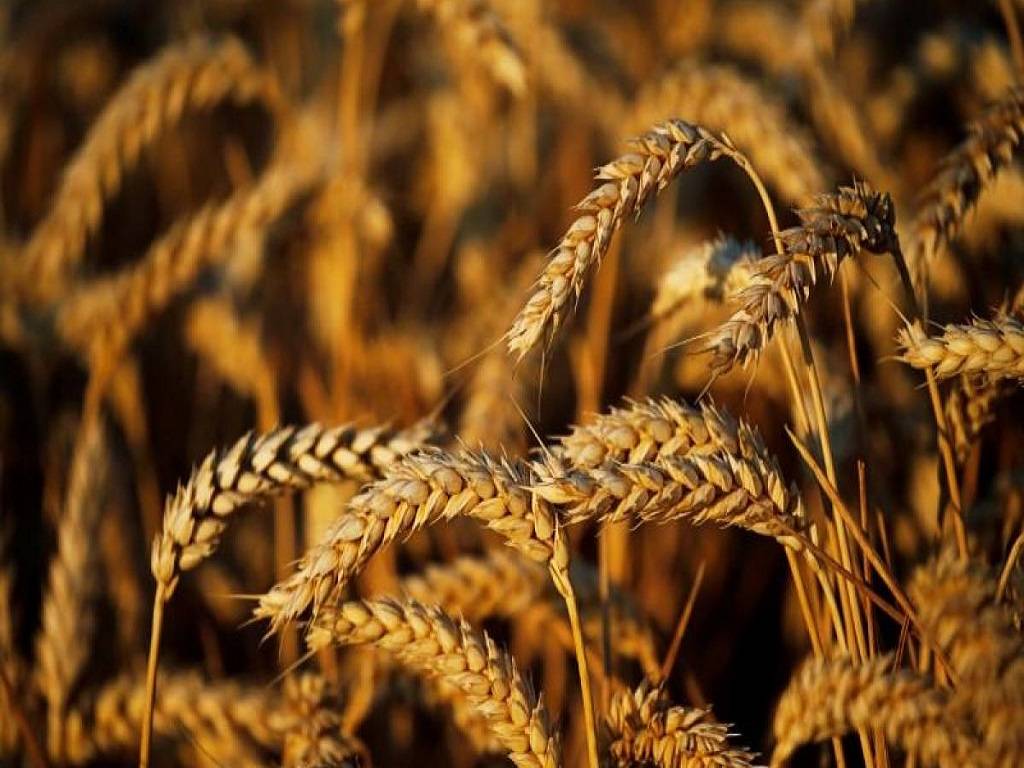 The trade and industry believe that India's 2021-22 wheat crop could be between 90 million tonnes to 94 million tonnes.