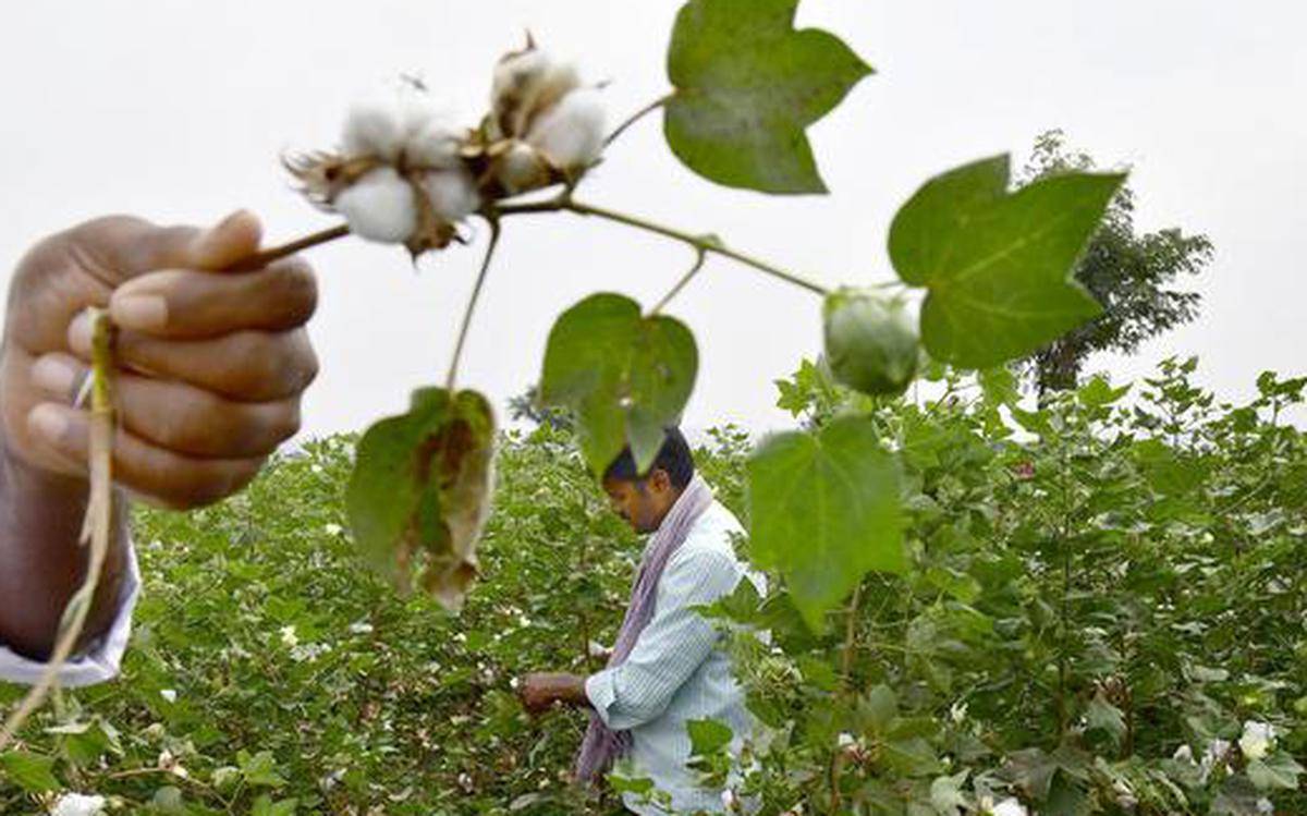 Cotton farmers