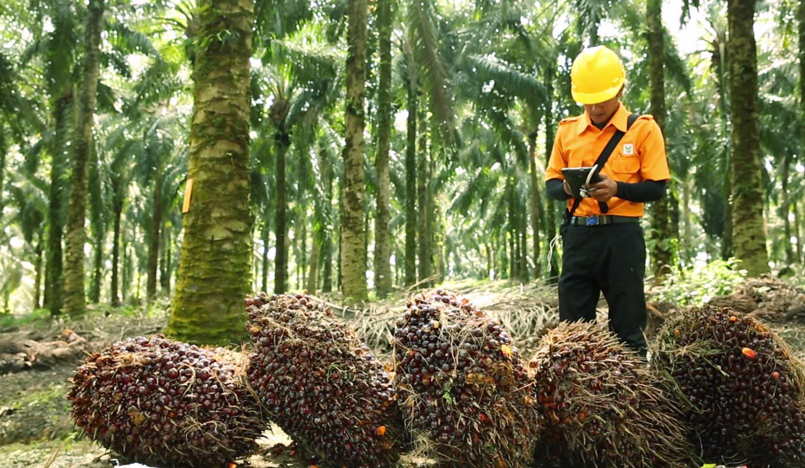 Palm Oil