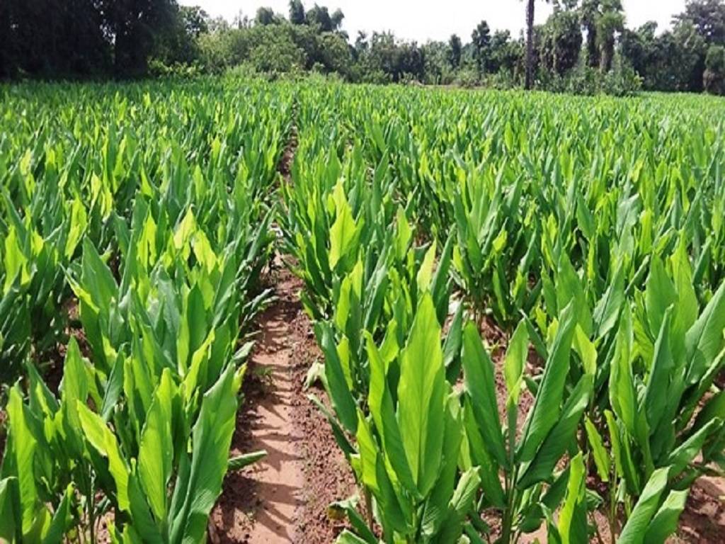 Turmeric Field