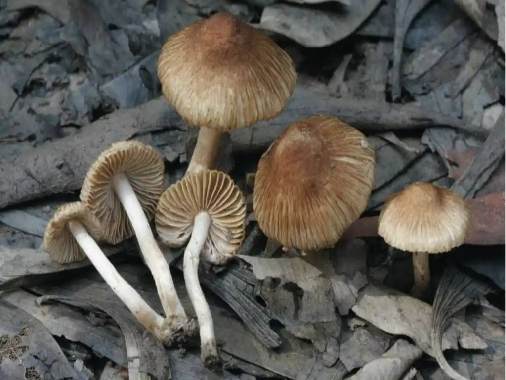 Edible Mushrooms