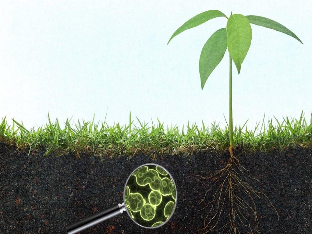 Beneficial Microbes: A Boon For Soil Health