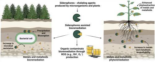 Beneficial Microbes: A Boon For Soil Health