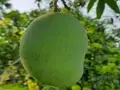 Know The Actual Story Behind the Name "Langra Mango" 