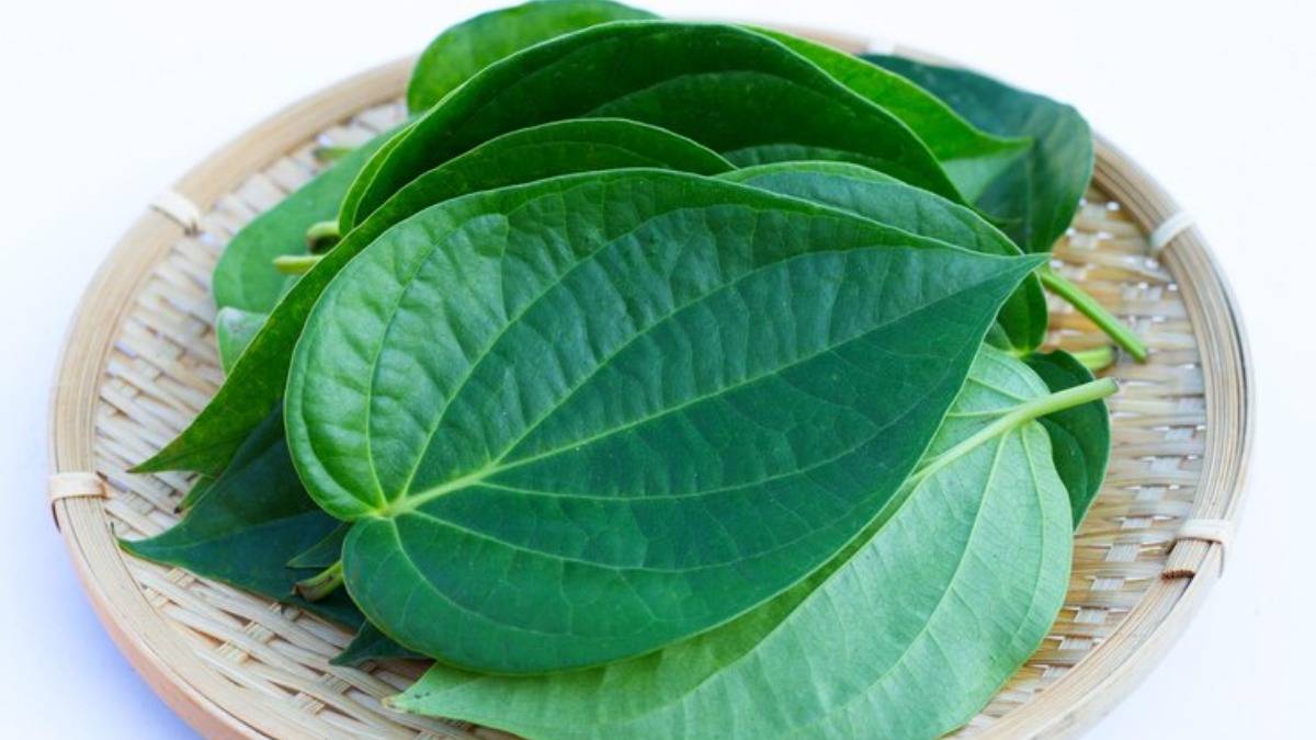 Betel Leaf Water Benefits