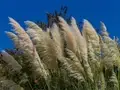 How to Grow and Care for Silvergrass (Miscanthus)