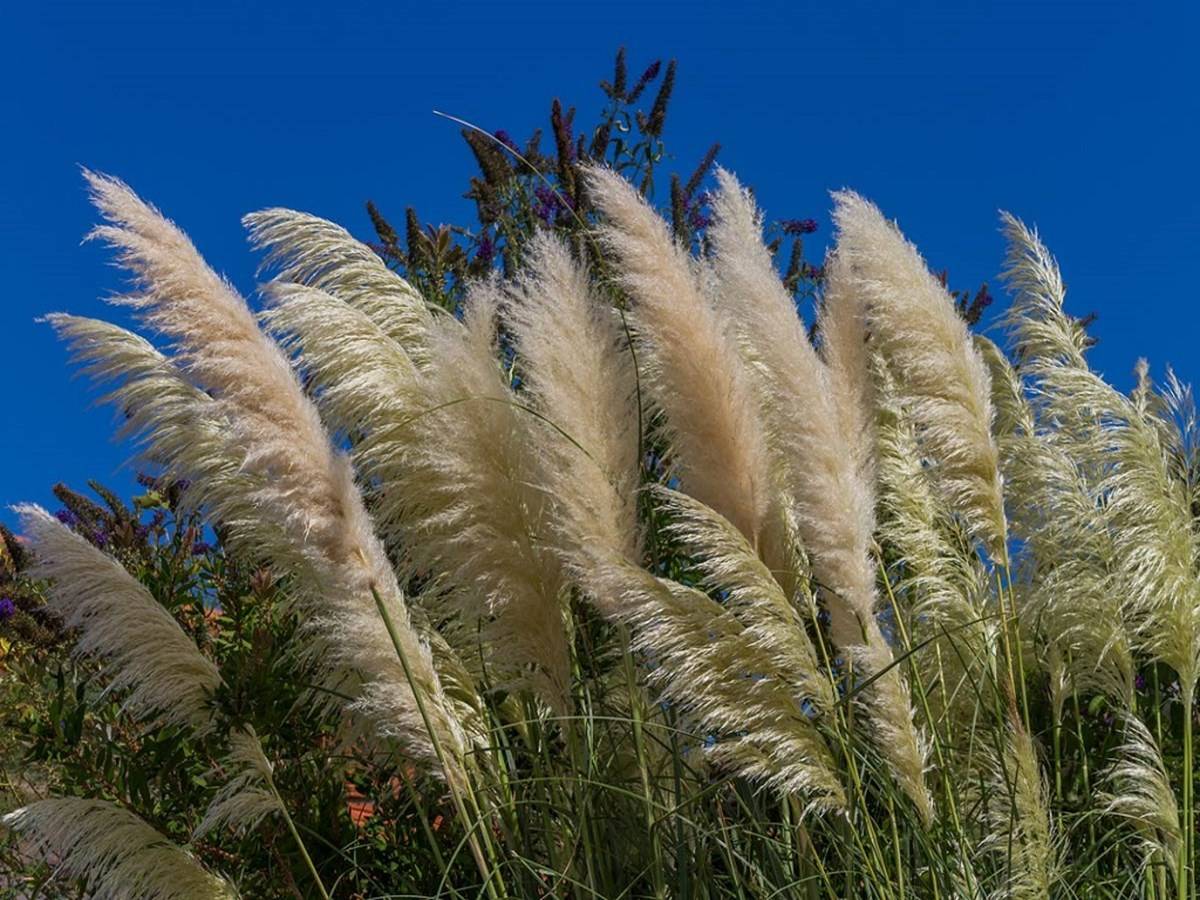A major advantage of silvergrass species is that they are not prone to many diseases and are largely pest free outside their native regions in Asia.
