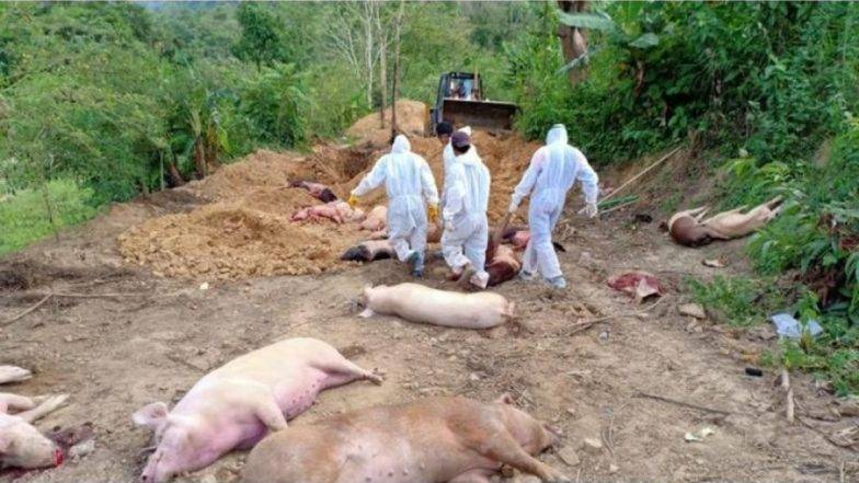 African Swine Fever killing Pigs
