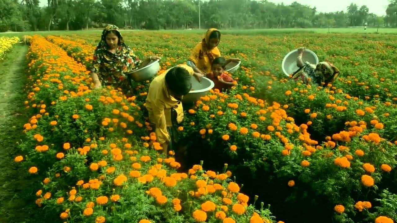 Marigold Farming