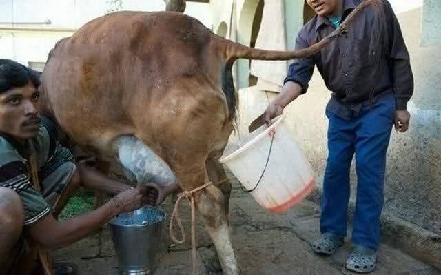 Jaipur Dairy Workers Selling Cow Urine For More Money Than Milk