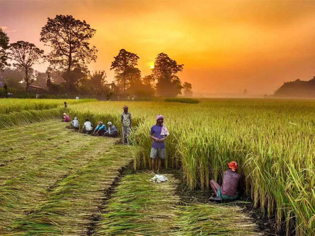 Record harvests are anticipated for several crops, including rice, maize, gram, pulses, rapeseed, mustard, oilseeds, and sugarcane.