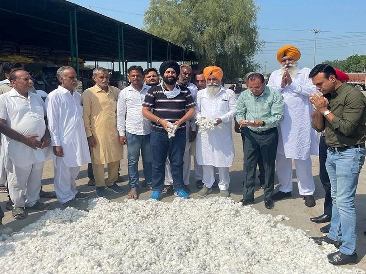 Farmers and traders stand beside the fresh cotton crop at a grain market of Muktsar town on Wednesday.