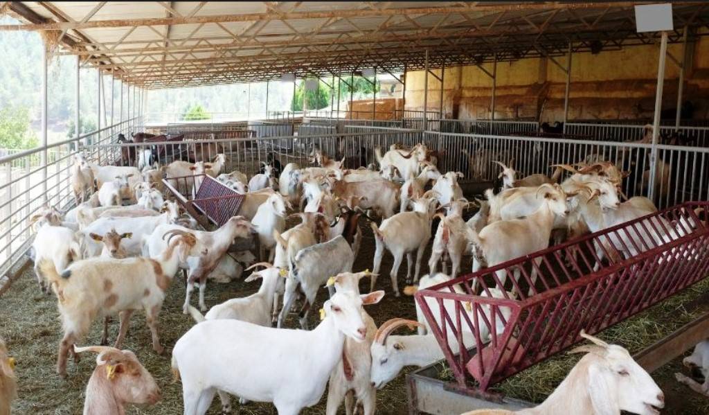 Goat farming