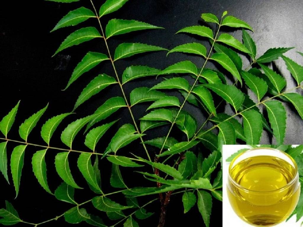 Neem oil extract made from organic ingredients repels harmful insects due to its strong bitter flavour and strong smell and it is fully safe for pet-friendly.