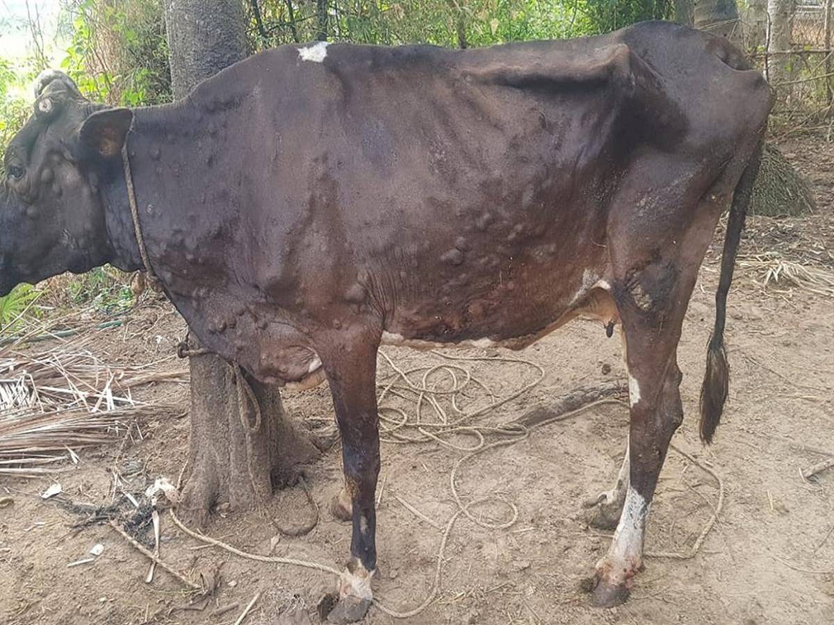 Lumpy skin disease is a viral disease that occurs in cows and buffaloes.