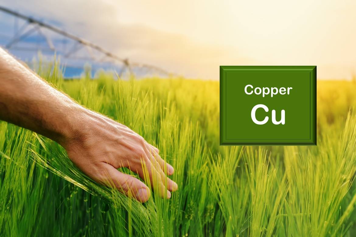 The first step to treat copper deficiency is to evaluate and adjust the pH of the soil.