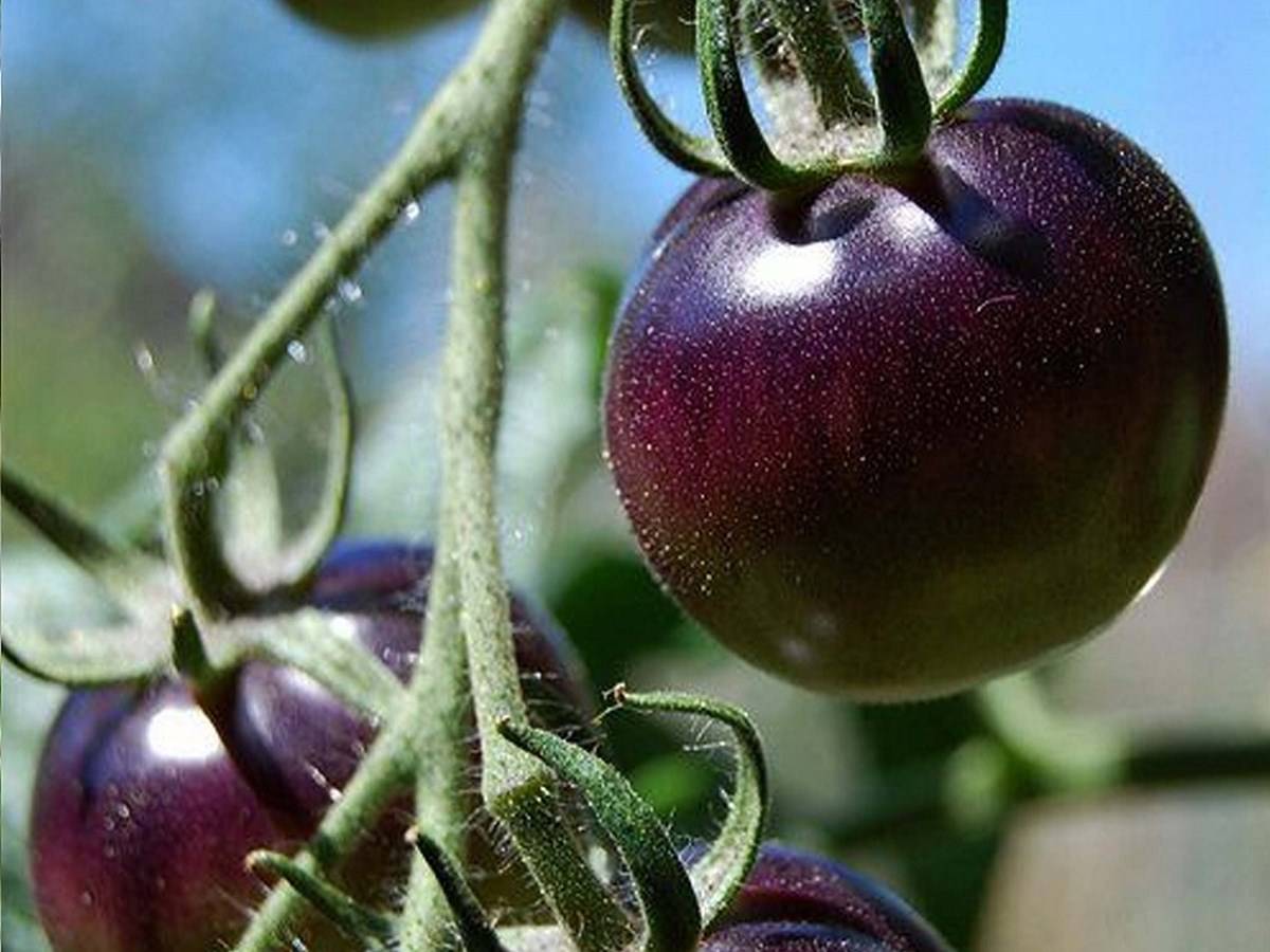 The purple tomato was created in order to provide the public with a "nutritionally improved tomato”.