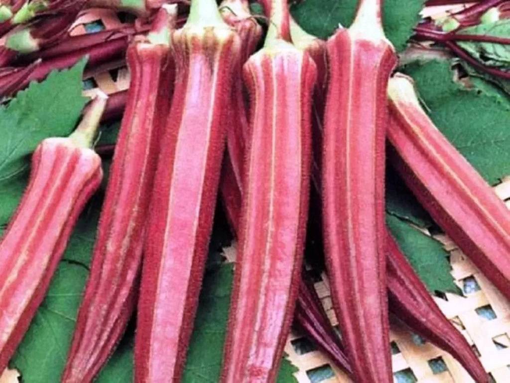 The amount of sodium in red ladyfinger is very useful for high blood pressure patients.