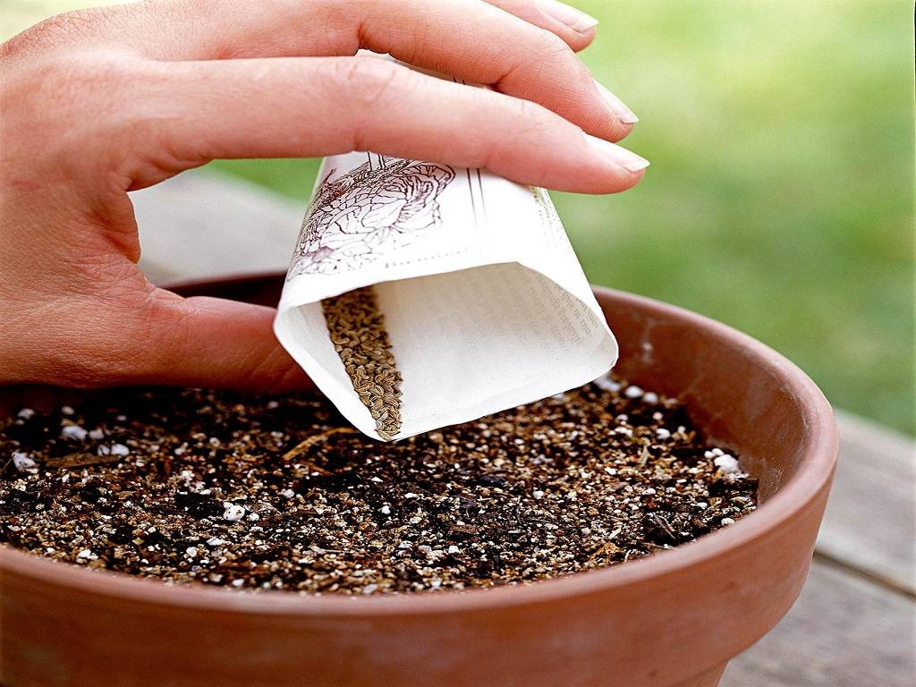 Make sure that the plants from which you are harvesting seeds are heirloom or open-pollinated varieties.