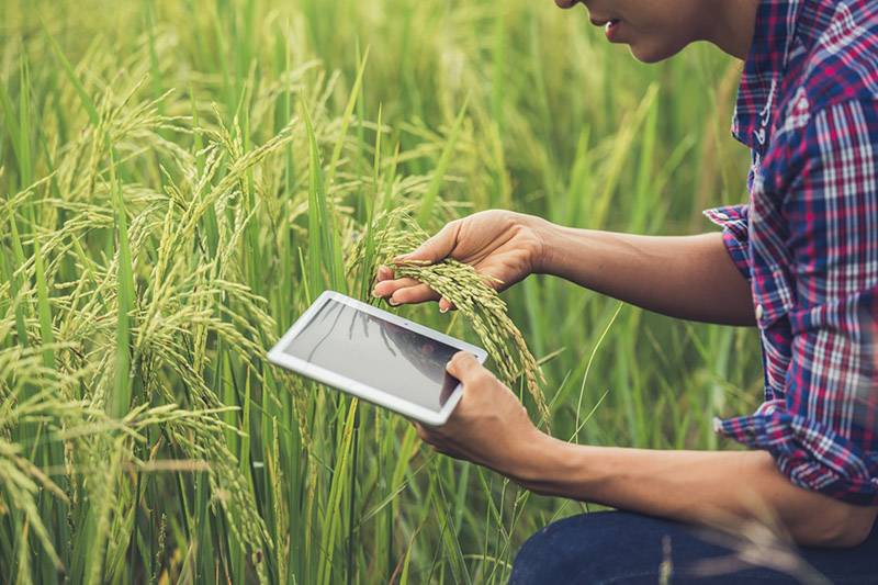 Analyzing Crop Health