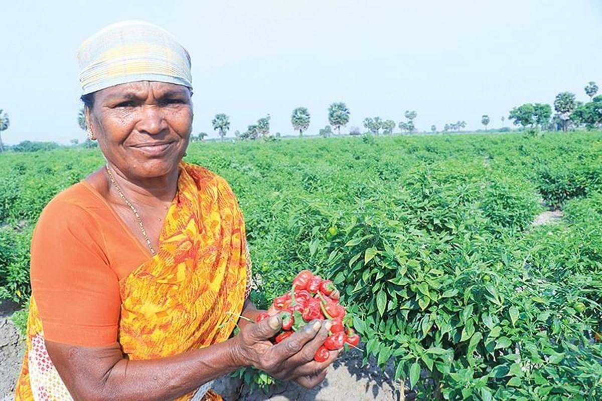 The "Mundu Chilli," which is well-known for its strong spiciness and high Scoville heat units, is in reasonable demand in both the local markets and in neighboring states.