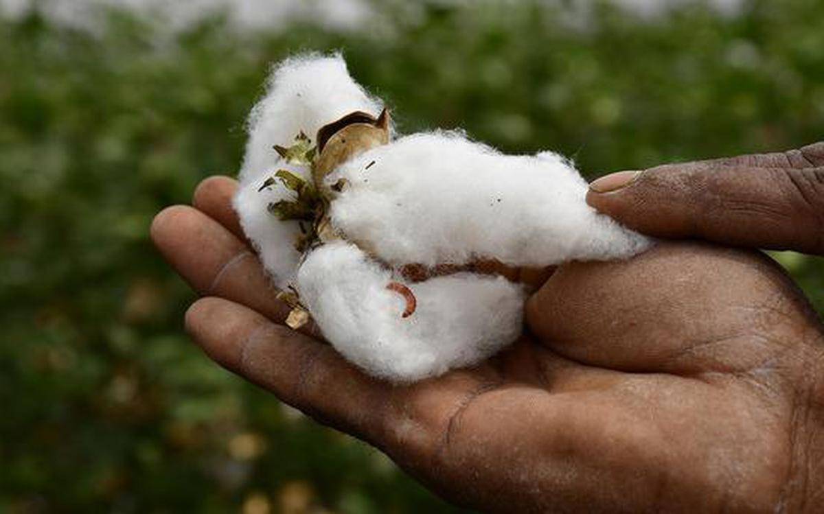 Cotton