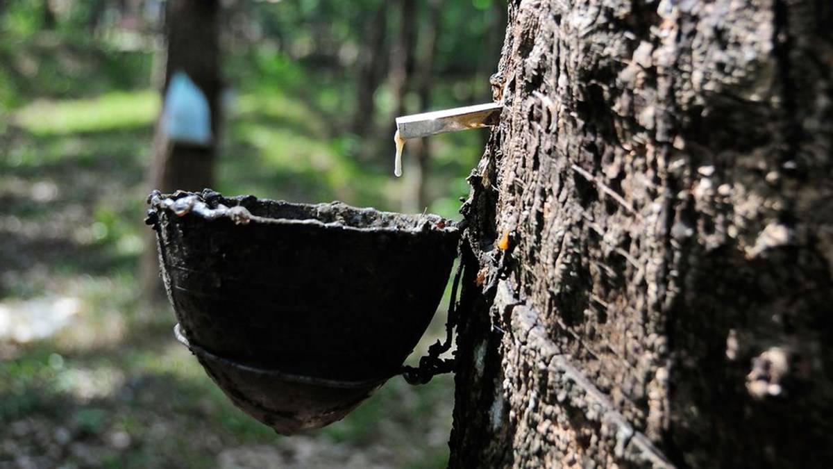 Rubber Extraction