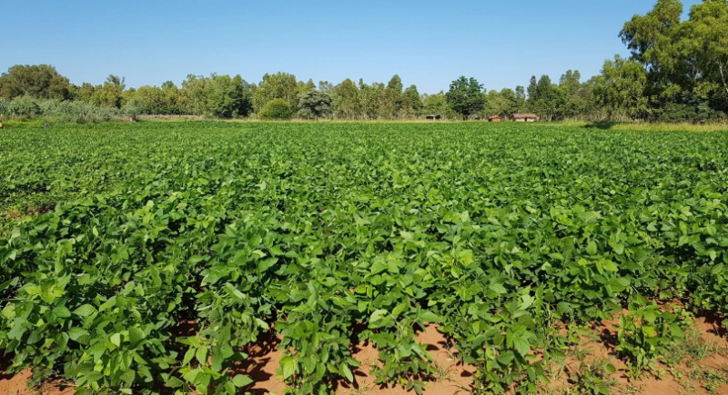 Agriculture field