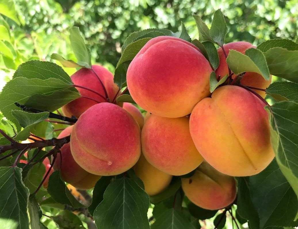 Ladakh Apricot