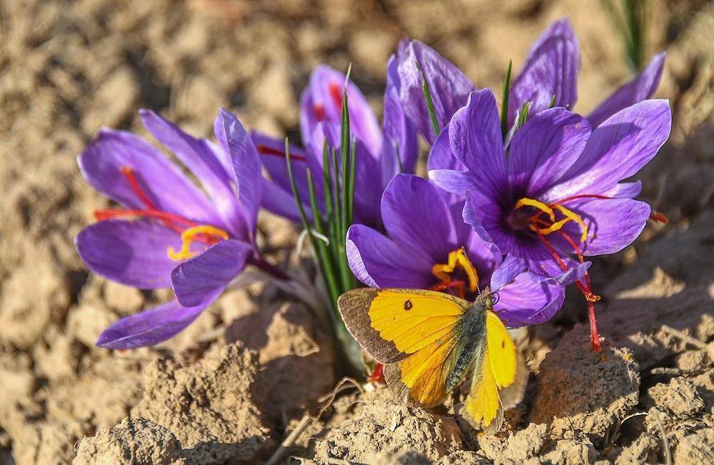 Saffron Flowers