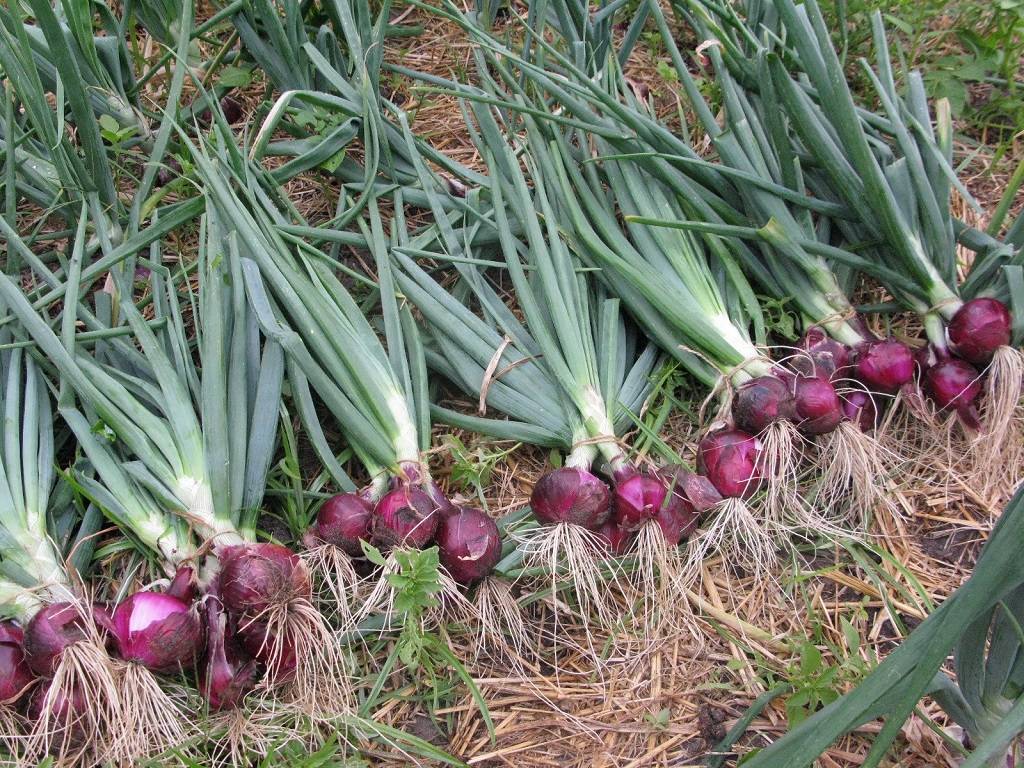 Any fertile soil can be used to grow onions. But sandy loam soil is said to be best for growing it.