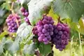 How to Grow Seedless Grapes at Home: A Step-by-Step Guide 