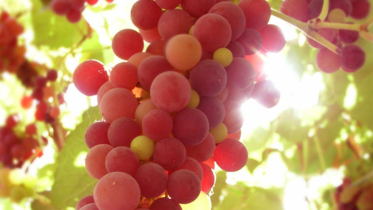 how-to-grow-seedless-grapes-at-home-a-step-by-step-guide