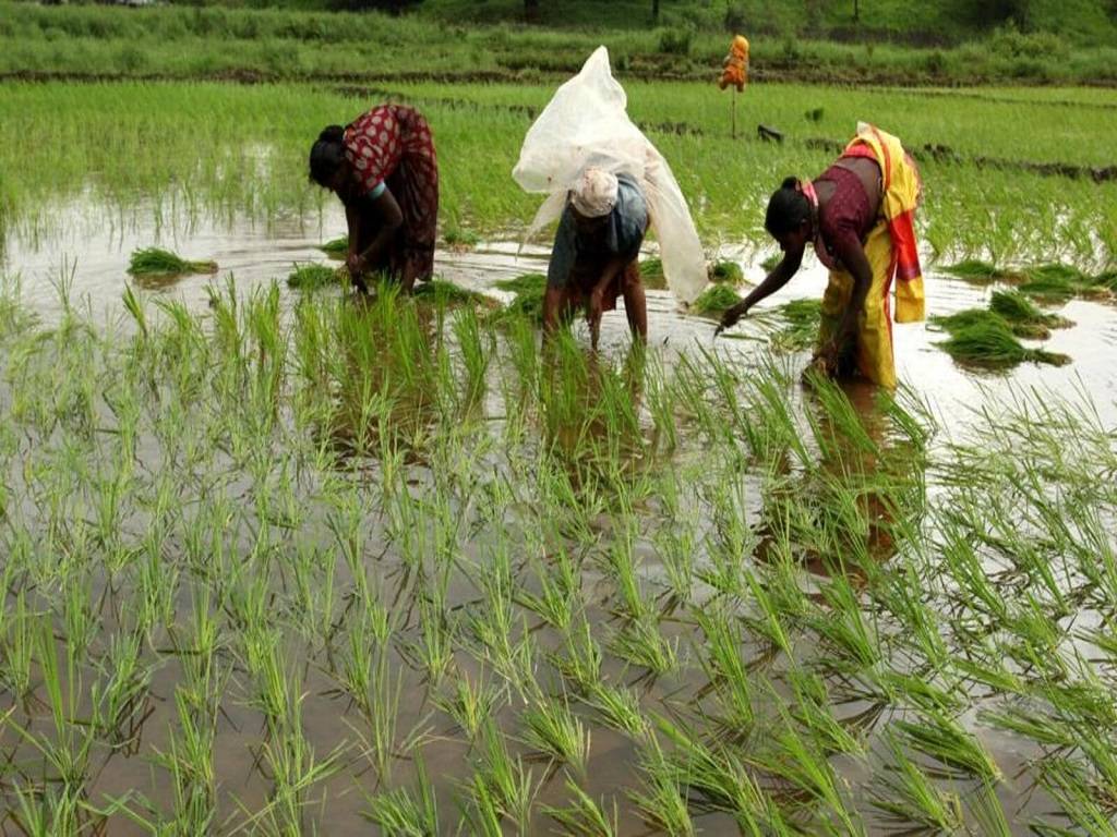 The NITI Aayog and the agricultural ministry have had several debates on natural farming methods with international experts.