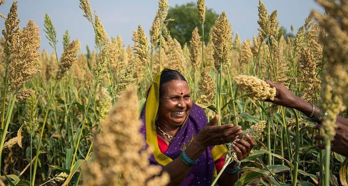 Millet Cultivation: How to Grow This Sustainable Crop