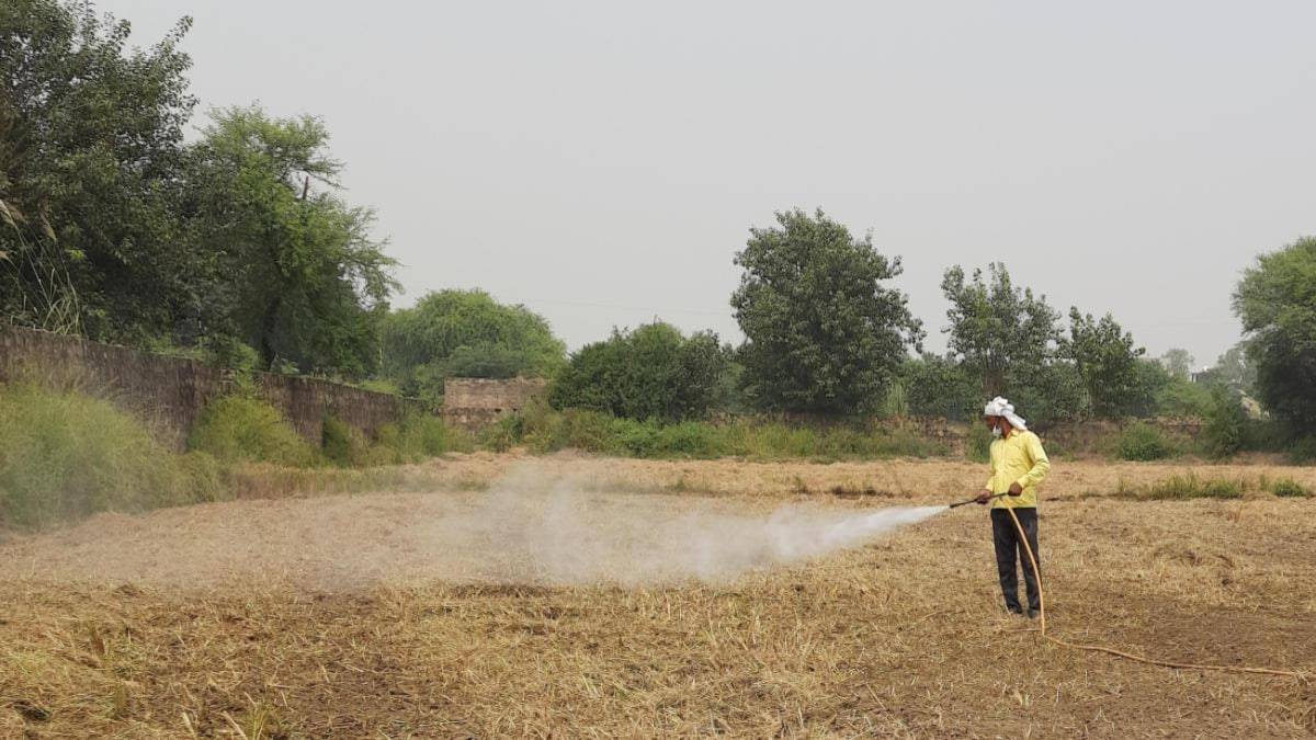 Farmer spraying Bio-Decomposer on Paddy Fields