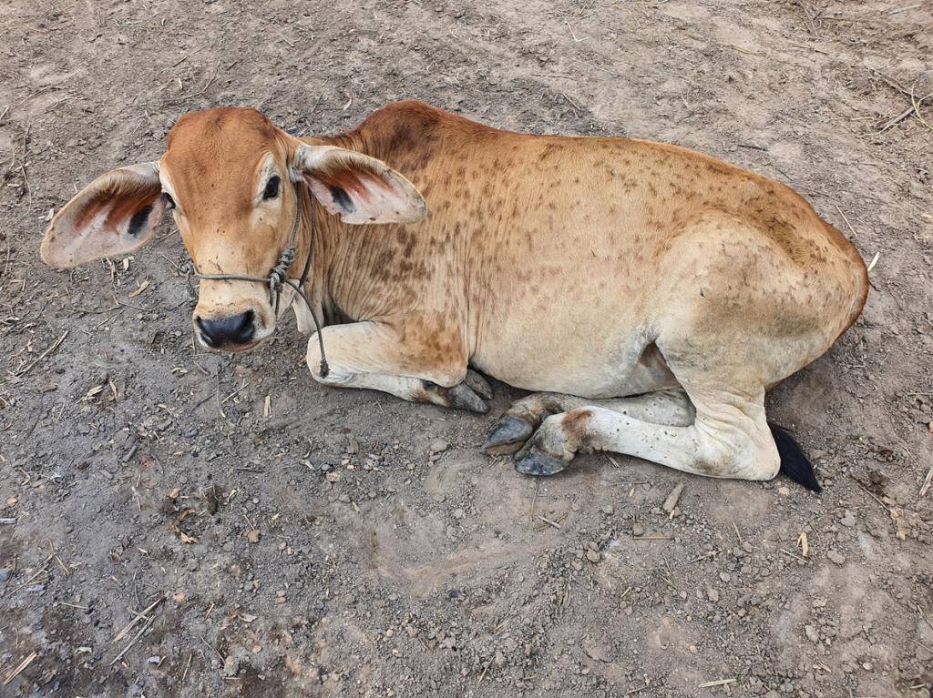 Cow suffering from Lumpy Skin Disease