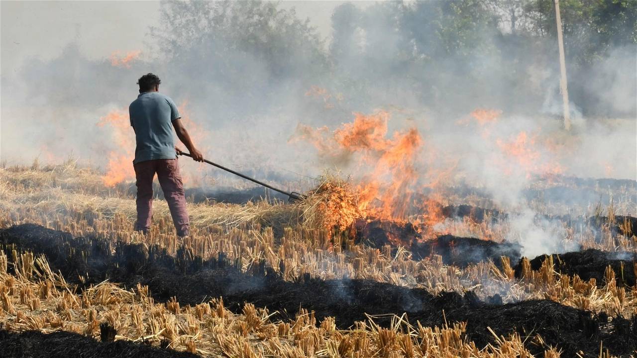 Farmer burning paddy stubble.