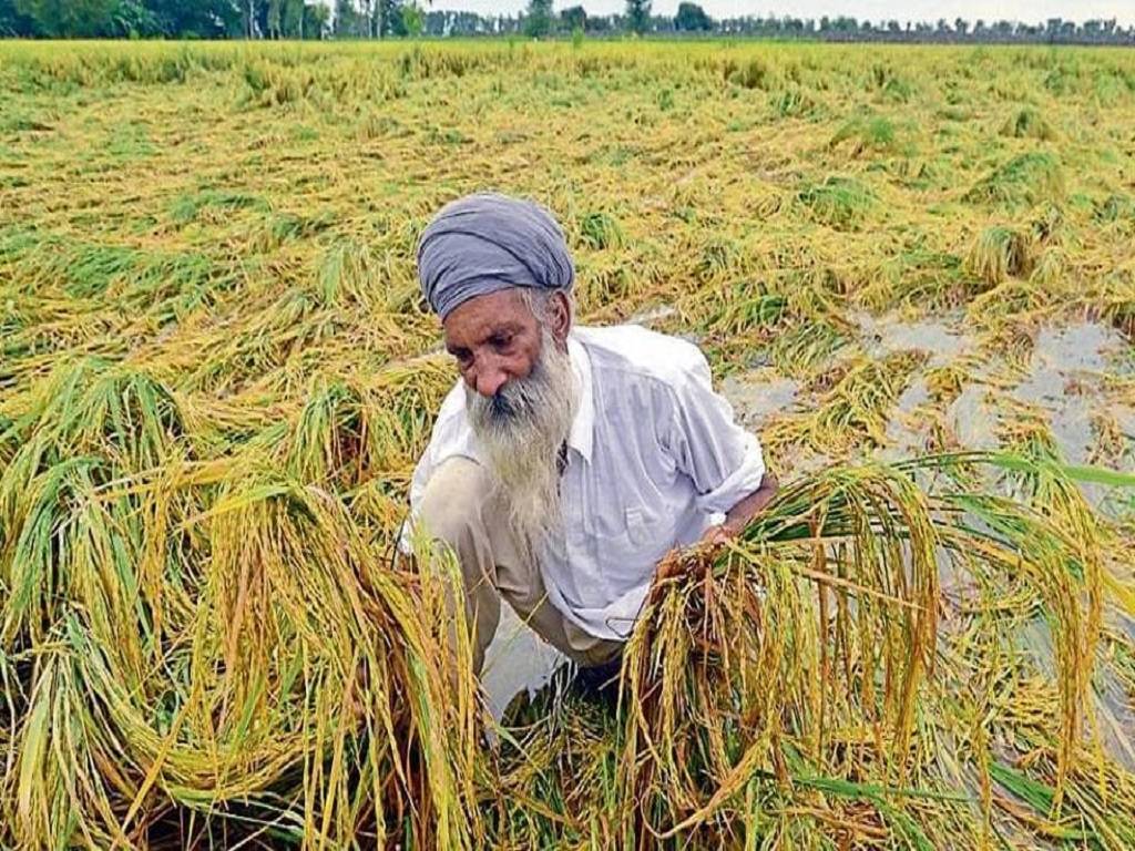 According to chief secretary VK Janjua, DCs have been instructed to conduct girdawari and report back if there are losses.