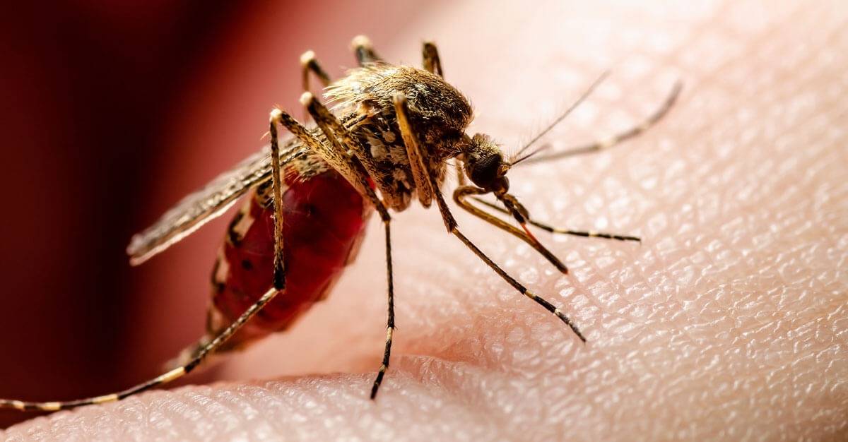 Dengue viruses are spread to people through the bite of an infected Aedes species (Ae. aegypti or Ae. albopictus) mosquito.