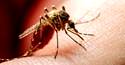 Delhi On High-Alert As Dengue Cases Rise  