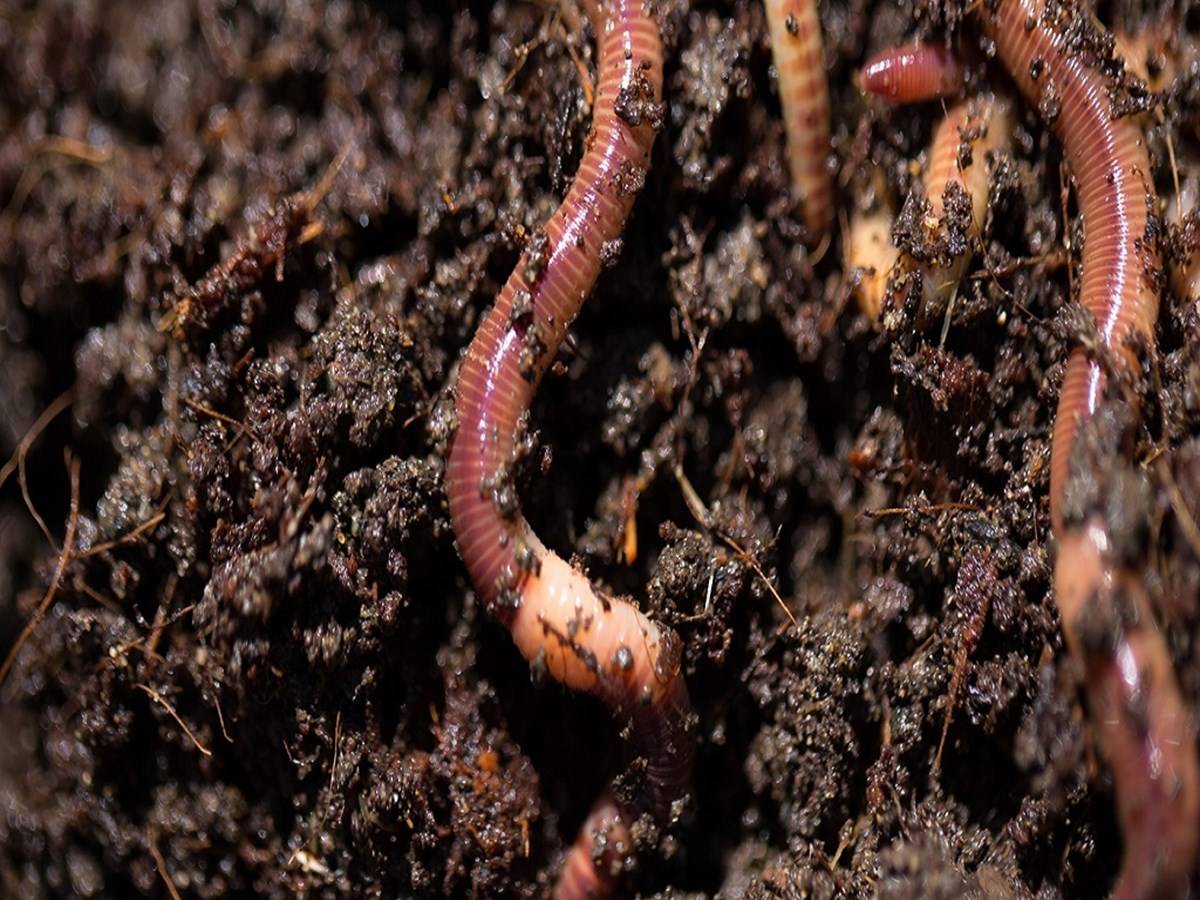 The red earthworm is mostly preferred because it reproduces quickly and turns organic matter into vermicompost in just 45 to 50 days.