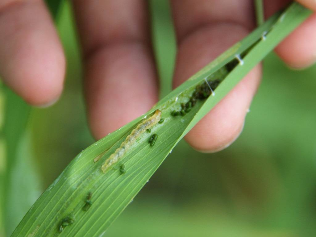 Leaf Folder in paddy