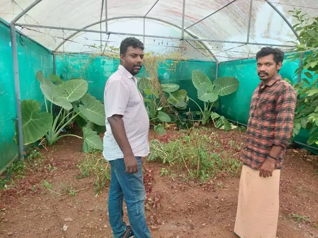 SUCCESS STORY IN THE MAKING! Krishi Jagran catches up with farmer Sujesh, an innovative farmer, who has developed close to 20 seedlings of banana from a single stem of a banana plant at Pattazhi, Kollam in Kerela. Surely, a success story in the making!