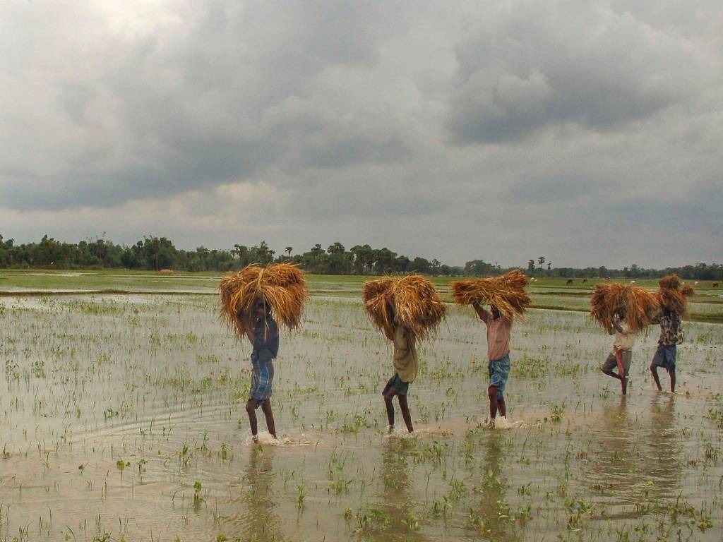 Farmers In Paddy Fields