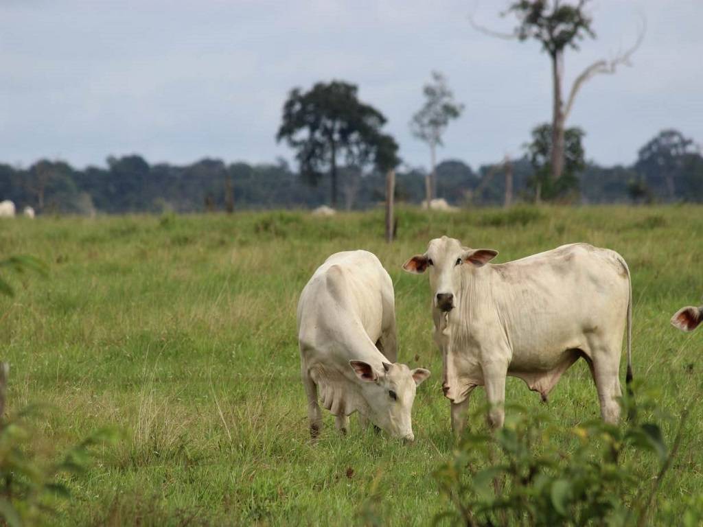 The liquid when sprayed on crops makes them tasteless due to which the wild animals do not eat or damage it.