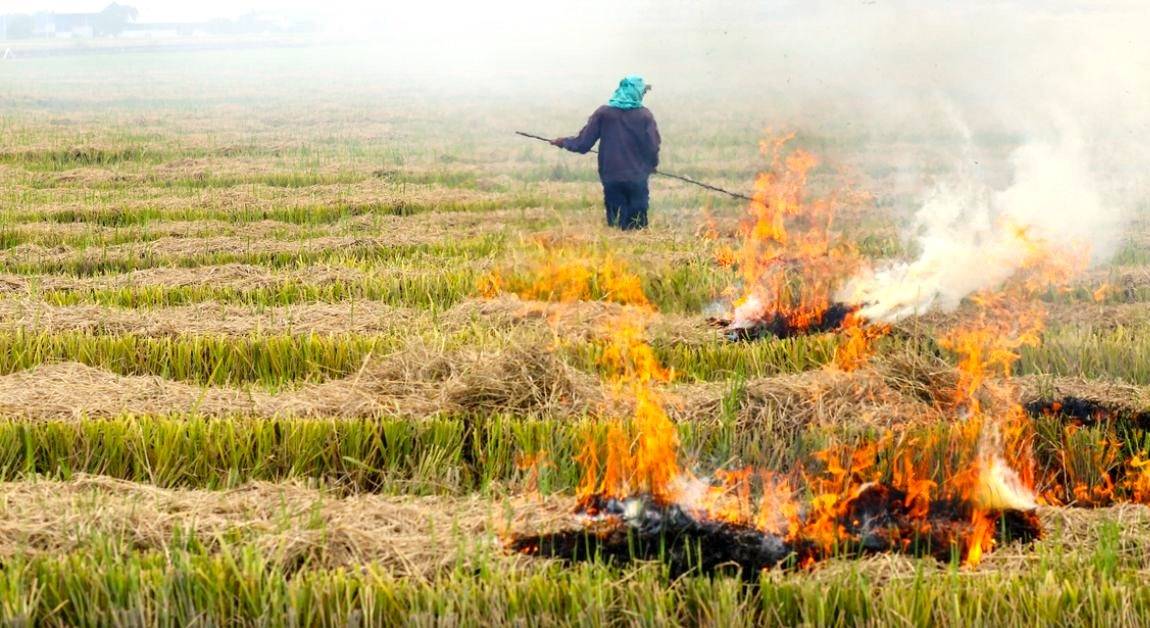 stubble burning